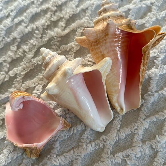 Sea Shells From Bahamas Small Unharvested Conch - Picture 2 of 12